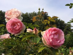 IMG_5400
